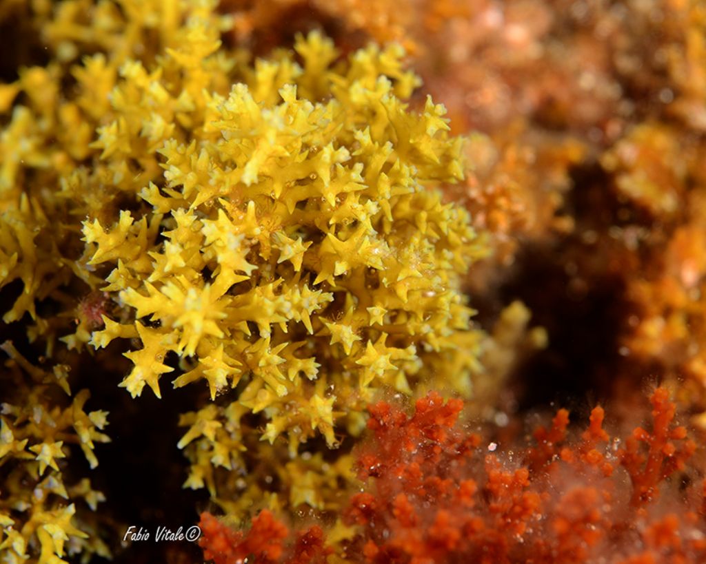 Cystoseira spinosa